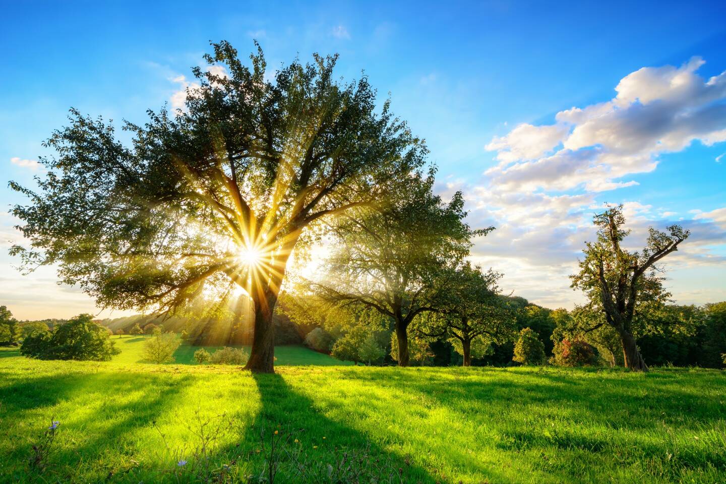 "Comment les arbres font-ils pour pousser?". C'est la question à laquelle nous répondons dans le podcast "Y'a qu'à demander".