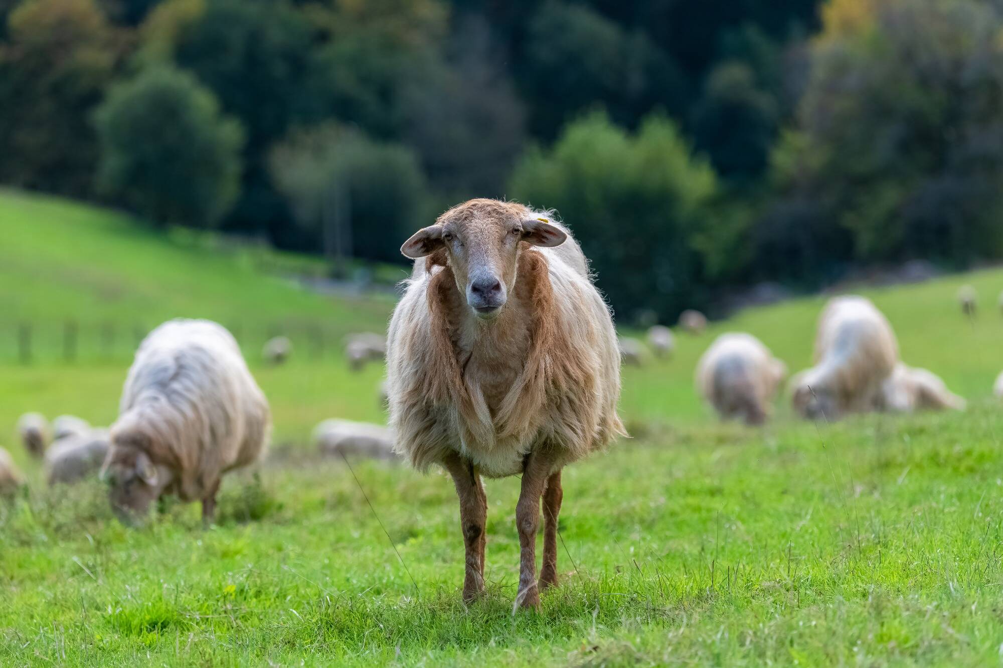 "La cohabitation entre le loup et le pastoralisme n'est pas possible", assure ce couple d'éleveurs de brebis à Tende