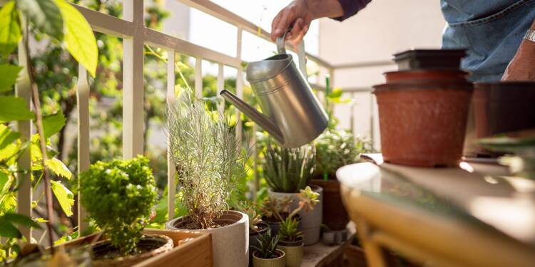 Lumière, eau, action : 3 bases pour réussir votre jardin d'intérieur en ville