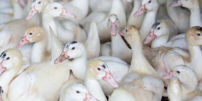La vaccination contre la grippe aviaire attendue pour octobre malgré les demandes de la déployer cet été