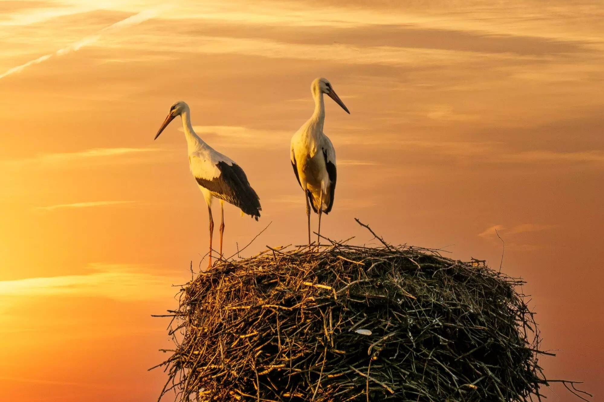 Un couple de cigognes sauvé des flammes du Pantanal au Brésil