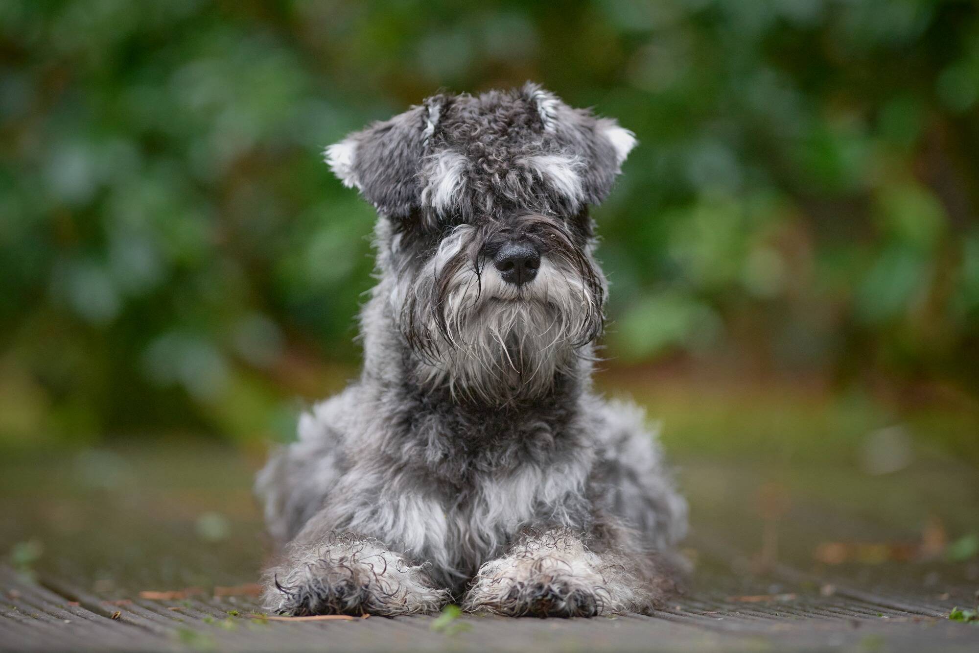 Une Américaine noie son chien à l'aéroport en découvrant qu'elle n'a pas les papiers pour le faire voyager avec elle