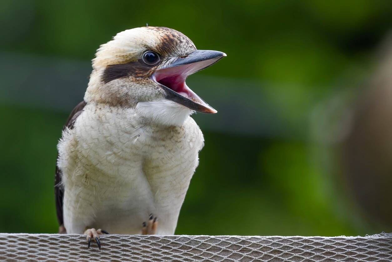 Bonne nouvelle vol s au zoo de Lille quatre tortues et un oiseau