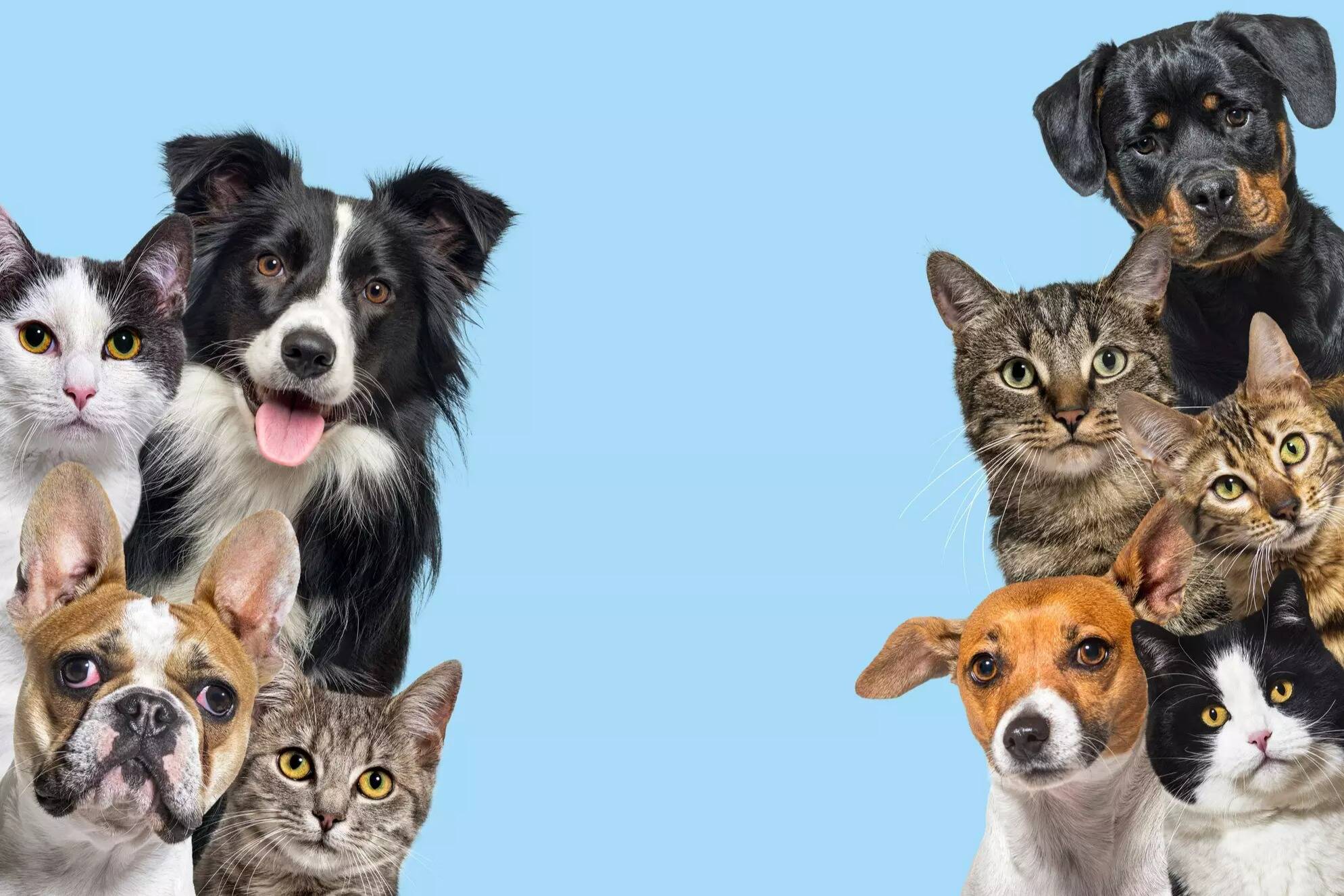 Le nom de votre chien ou de votre chat est-il vraiment original? Ce classement vous répond