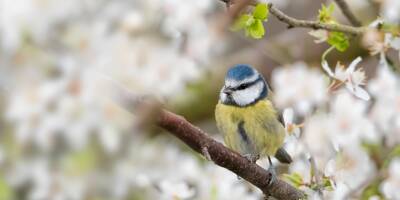 Et si on se posait une heure ce week-end pour observer les oiseaux?