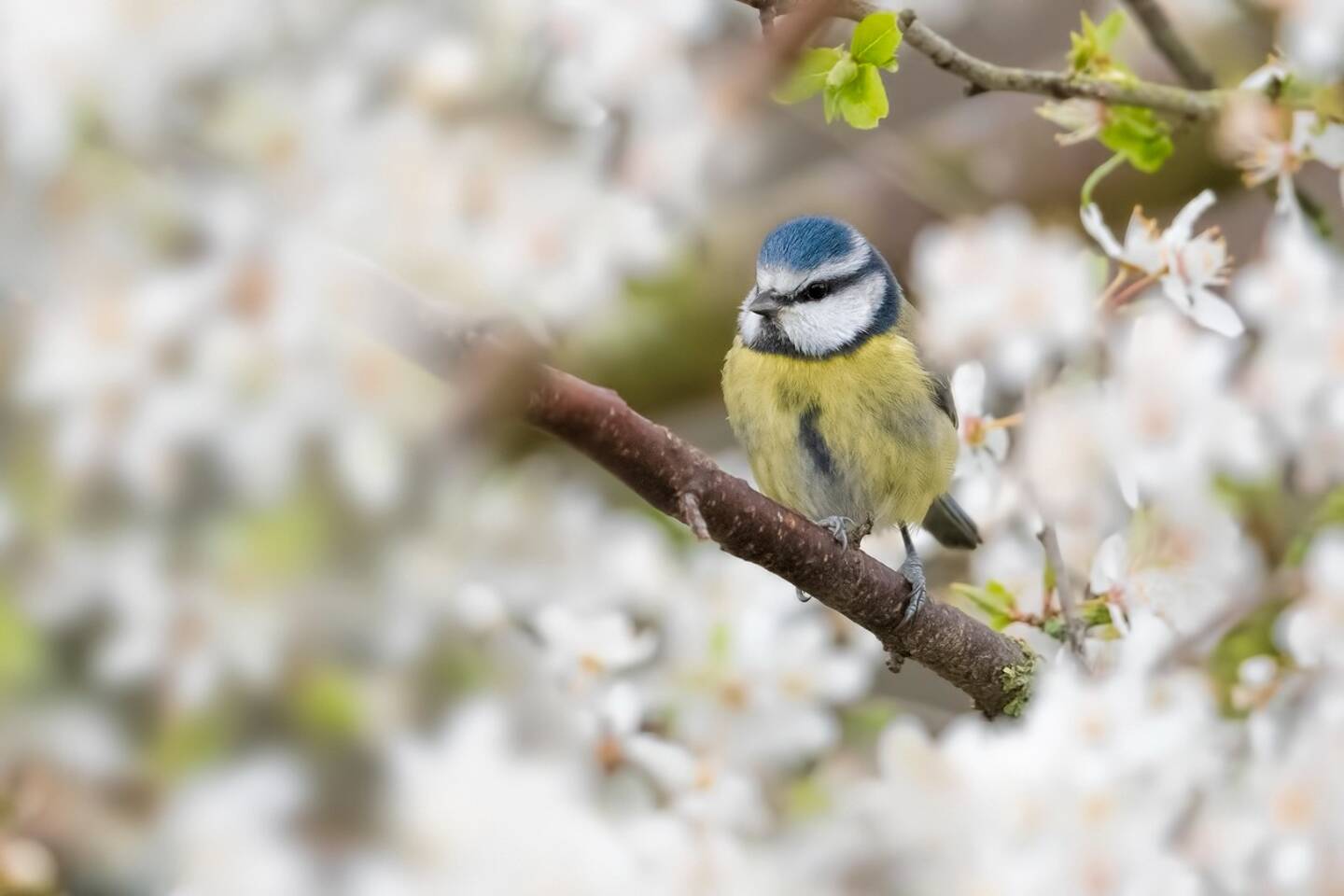 La mésange bleue, souvent présente dans nos jardins en Méditerranée. 