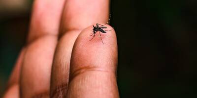 Dengue, Zika, chikungunya... Doit-on s'attendre à une hausse des cas de virus transmis par le moustique tigre sur la Côte d'Azur cette année?