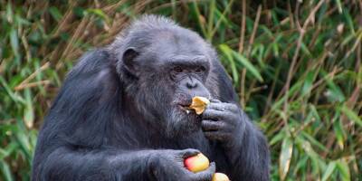 Cela pourrait expliquer les raisons de notre penchant pour la boisson: nos cousins chimpanzés consomment l'équivalent de plusieurs verres d'alcool