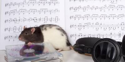 Comme les êtres humains, les rats battent la mesure quand ils écoutent de la musique