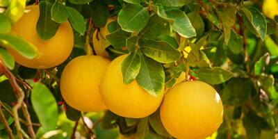 Des fruits rappelés en raison d'un dépassement des limites autorisées de pesticides