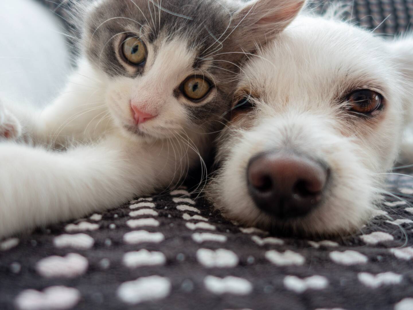 Deux aliments pour chiens et chats sont rappelés dans toute la France, en raison de la présence de salmonelles.