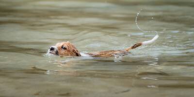 Le Jack Russel était en train de se noyer dans la rivière: deux jeunes filles se jettent à l'eau pour le sauver