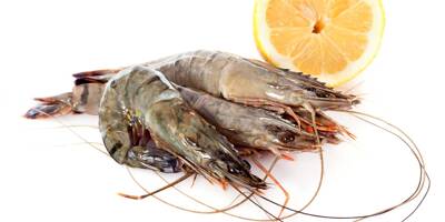 Des gambas rappelées dans toute la France en raison de la présence d'Escherichia coli