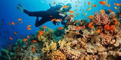 Alerte sur les coraux: ces étudiants ingénieurs exposent 6 pistes pour les sauver
