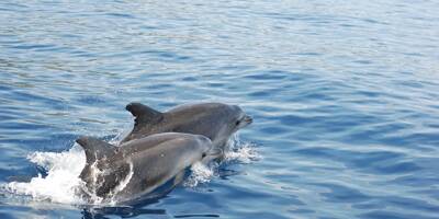 Nage avec des dauphins: les trois entreprises des Alpes-Maritimes seront fixées cet après-midi