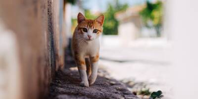 Enquête en Espagne après un possible empoisonnement massif de chats
