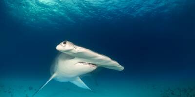 Marché des ailerons de requins: le sort d'une cinquantaine d'espèces décidé ce vendredi
