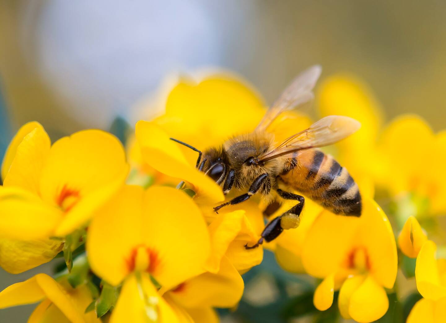 Lorsqu’une abeille pique son ennemi, elle se tue elle-même. Mais si elle ne faisait pas ainsi, il y a longtemps qu'il n'y aurait plus aucune abeille à la surface du globe. 