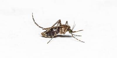 Doit-on redouter l'invasion de nouvelles variétés de moustiques en France à cause du dérèglement climatique?