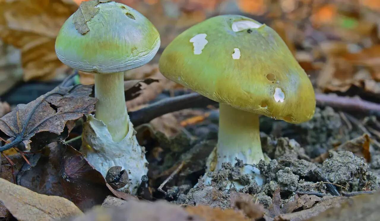 Repas mortel aux champignons en Australie: l'accusée reconnaît avoir menti à la police