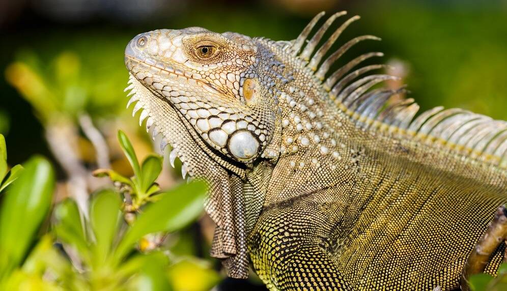 Vague de froid en Floride, les autorités mettent en garde contre des pluies... d'iguanes