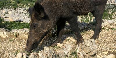 Chargé par un sanglier lors d'une partie de chasse dans le Var, un homme grièvement blessé héliporté