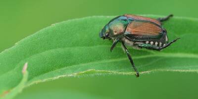 Qu'est-ce que le scarabée japonais qui menace la France?
