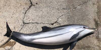 Un dauphin échoué retrouvé au Cap d'Antibes