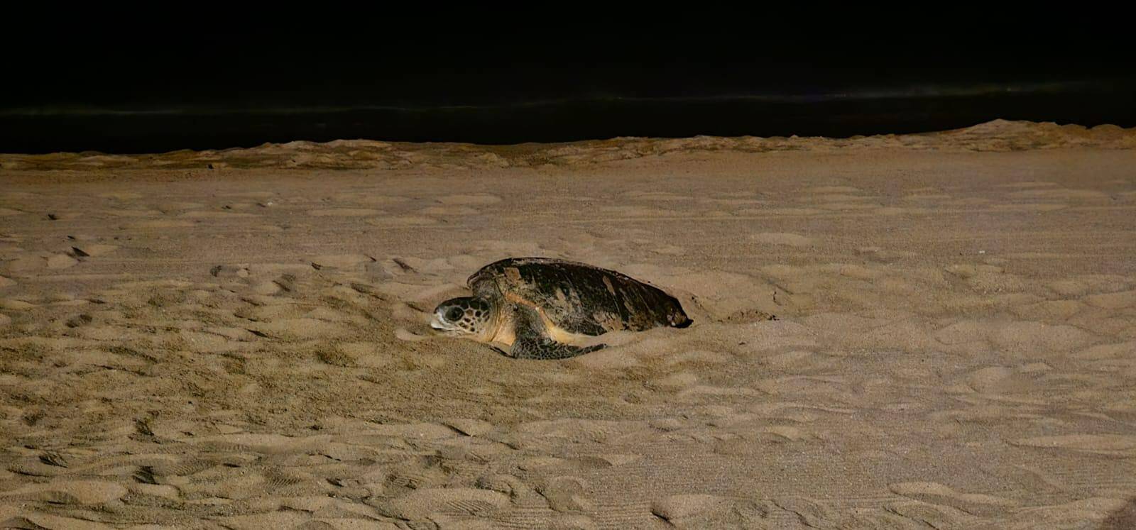 Les images uniques d'une tortue marine en train de pondre sur une plage du Var dans la nuit