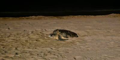 Les images uniques d'une tortue marine en train de pondre sur une plage du Var dans la nuit