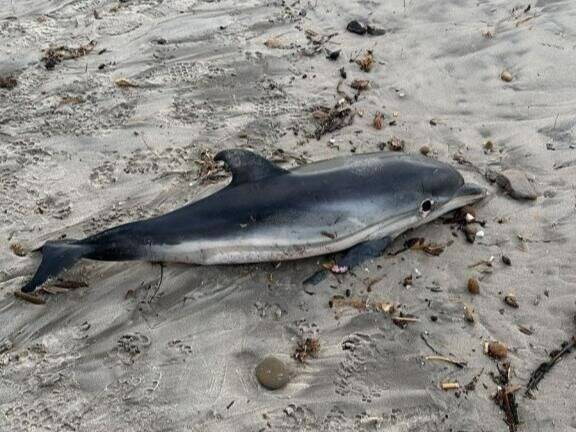 Un bébé dauphin mort s'échoue sur une plage du Var