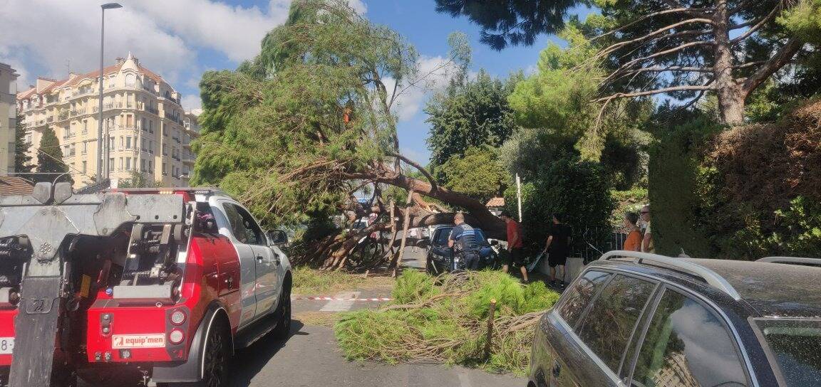 Un pin tombe sur la chaussée à Cannes et endommage deux véhicules