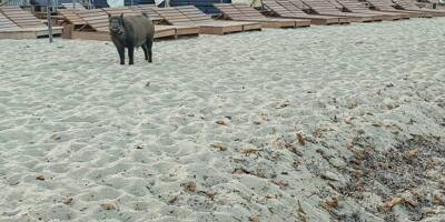 Un sanglier est venu se détendre sur une plage privée du golfe de Saint-Tropez