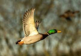 Il volait à 52km/h, un canard flashé par un radar en excès de vitesse en Suisse (et c'est très sérieux)