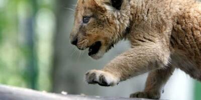 Un jeune lion capturé au Monténégro après un mois de cavale