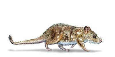 Il portait ses petits dans une poche comme les kangourous: un fossile de mammifère du temps des dinosaures découvert en Patagonie
