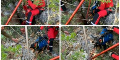 Tombé dans un trou de 25 mètres, un chien sauvé grâce au GPS de son collier à Signes