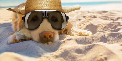Les conseils pour protéger nos animaux de la chaleur cet été