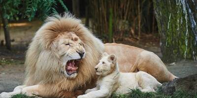 Jabu, l'emblématique lion blanc du zoo de la Flèche est mort