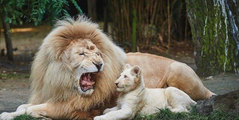 Jabu, l'emblématique lion blanc du zoo de la flèche est mort