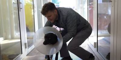 Guerre en Ukraine: ce vétérinaire polonais traverse la frontière pour aller sauver des animaux blessés ou abandonnés