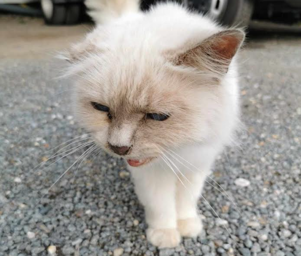 Cette famille azuréenne a retrouvé son chat perdu en 2017 à plus de 700km du lieu de sa disparition