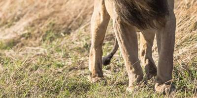 Un lion blesse mortellement un gardien dans un parc animalier au Japon