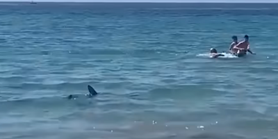 Un requin s'approche dangereusement des baigneurs, grosse frayeur sur la plage