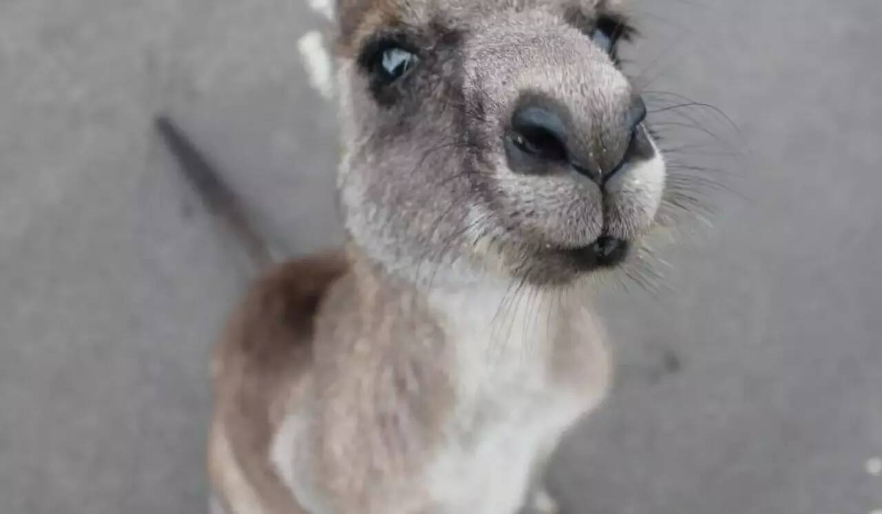 "Il grignotait mes raisins et il a bondi d'un coup": un vigneron tombe nez-à-nez avec un kangourou dans le Gard