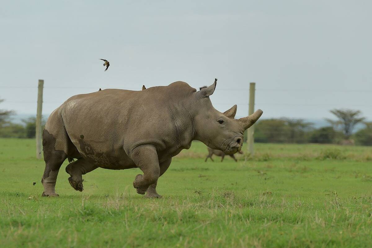 "Nous les sauverons": grâce à la science, le Kenya et l'Europe ont bon espoir de ressusciter les rhinocéros blancs, techniquement éteints