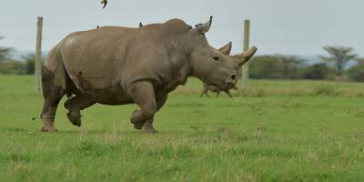 Le braconnage de rhinocéros repart à la hausse en Afrique du Sud
