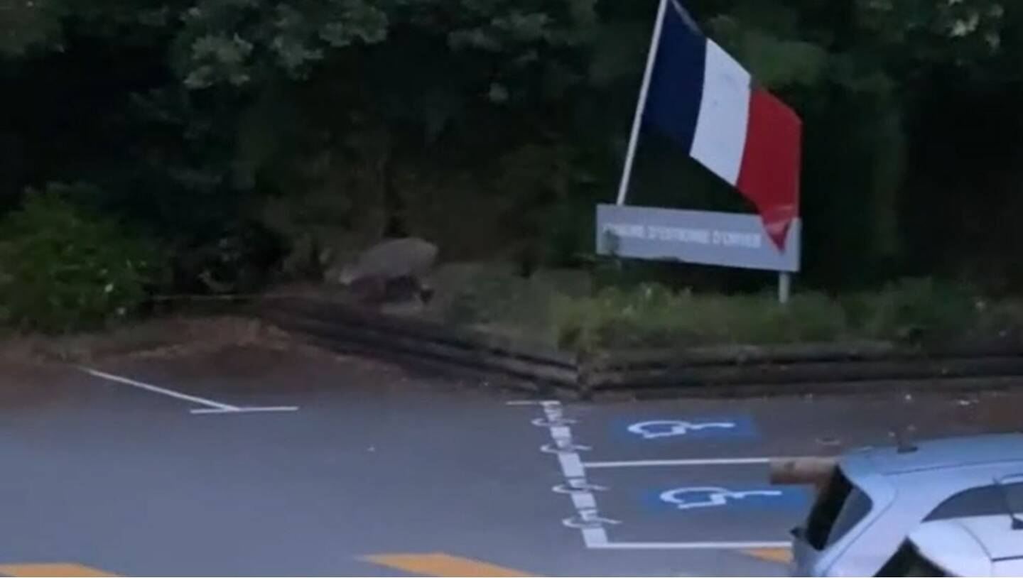 La maman et ses petits se baladaient dans le parc. 