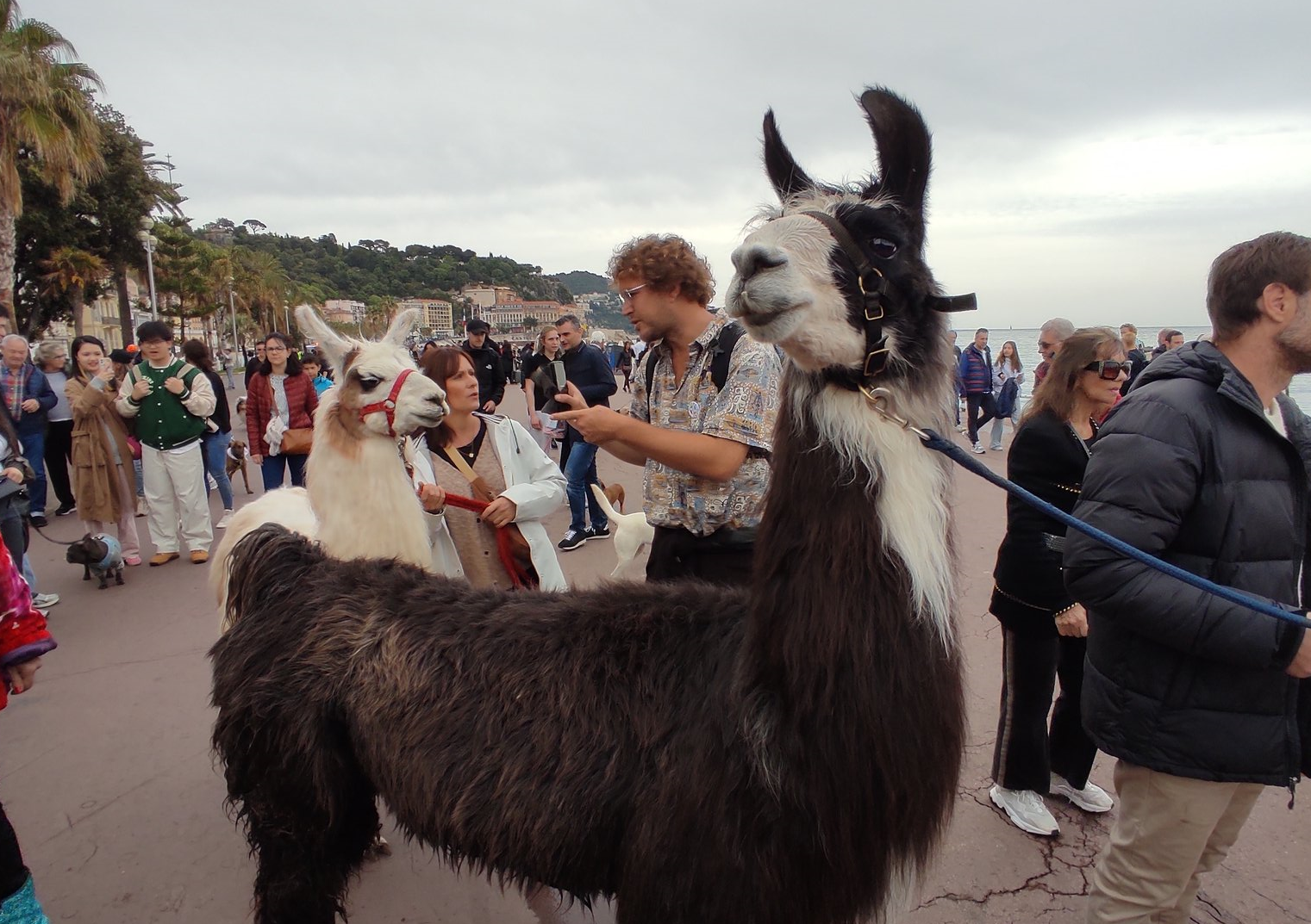 "Que Nice devienne vraiment une ville accueillante pour nos amis à quatre pattes": la Marche des animaux a défilé ce dimanche sur la Prom