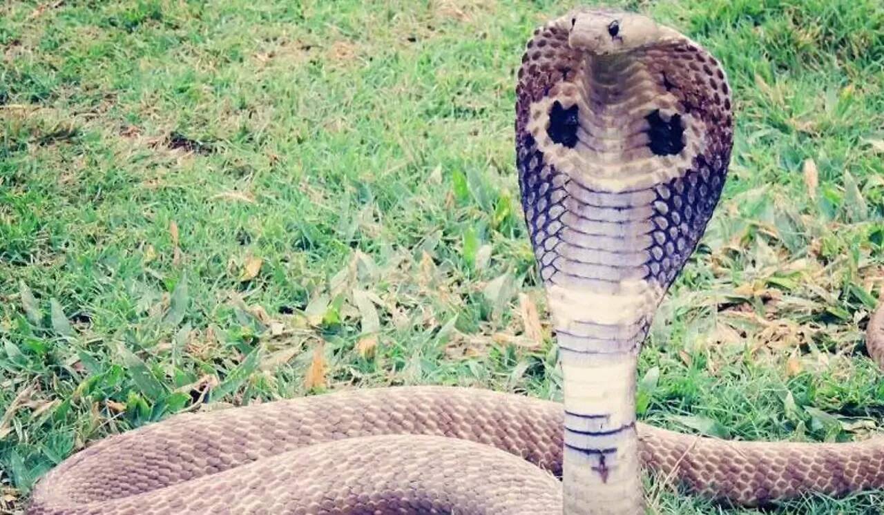 Il parvient à le tuer sur le coup avec ses dents: un enfant de 2 ans se défend seul face à un cobra en Inde